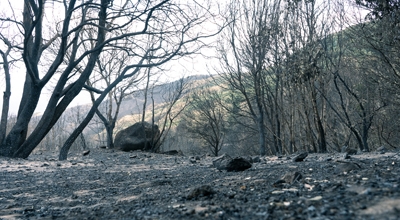 Incendio del 2021: apertura termini presentazione domande per risarcimento agli imprenditori agricoli e apicoltori