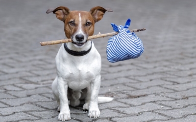 Norme di comportamento in caso di ritrovamento di un cane randagio o ferito