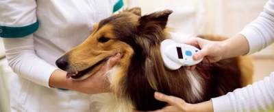 Giornata per l&rsquo;applicazione del microchip e iscrizione all&rsquo;anagrafe canina